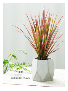 鄞州花卉租赁专业